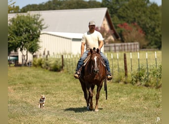 Paint Horse, Mare, 11 years, 15 hh, Sorrel