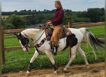 Paint Horse, Mare, 12 years, 14.2 hh, Pinto