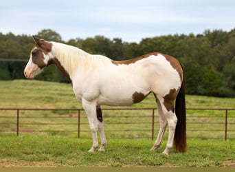 Paint Horse, Mare, 12 years, 14,2 hh, Pinto