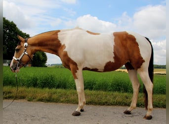 Paint Horse, Mare, 12 years, 14,2 hh, Tobiano-all-colors