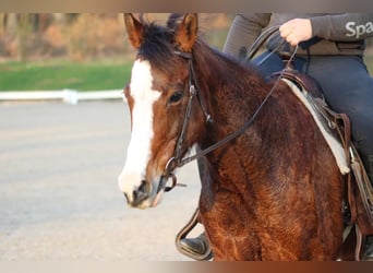 Paint Horse, Mare, 12 years, 15 hh, Brown