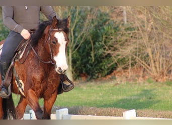 Paint Horse, Mare, 12 years, 15 hh, Brown