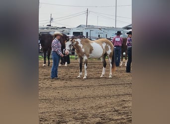 Paint Horse, Mare, 12 years, 15,1 hh, Overo-all-colors