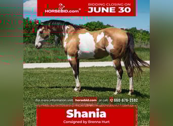 Paint Horse, Mare, 12 years, 15,1 hh, Overo-all-colors