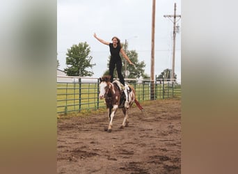 Paint Horse, Mare, 12 years, 15,1 hh, Overo-all-colors