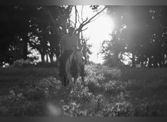 Paint Horse, Mare, 12 years, Pinto