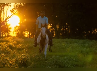 Paint Horse, Mare, 12 years, Pinto