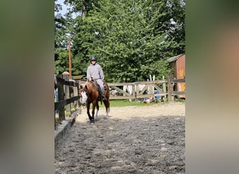 Paint Horse, Mare, 13 years, 14.1 hh, Chestnut-Red