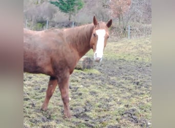 Paint Horse Mix, Mare, 13 years, 14,3 hh, Pinto