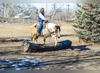 Paint Horse, Mare, 13 years, 15 hh, Can be white