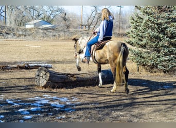 Paint Horse, Mare, 13 years, 15 hh, Can be white