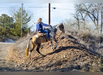 Paint Horse, Mare, 13 years, 15 hh, Can be white