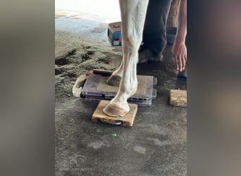 Paint Horse, Mare, 13 years, 15 hh, Gray