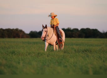 Paint Horse, Mare, 13 years, Tobiano-all-colors