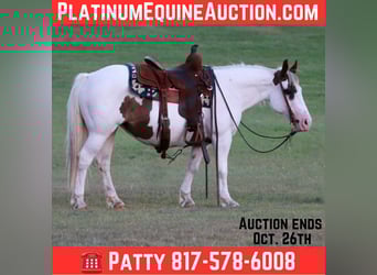 Paint Horse, Mare, 13 years, Tobiano-all-colors