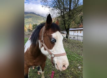 Paint Horse Mix, Mare, 14 years, 14.1 hh, Pinto