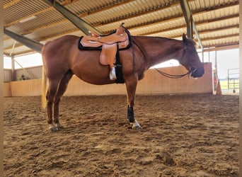 Paint Horse, Mare, 14 years, 14.2 hh, Chestnut-Red