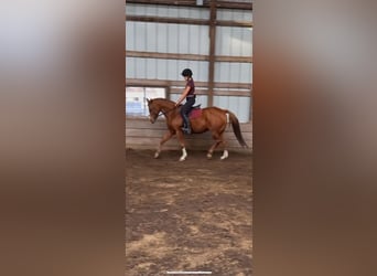 Paint Horse, Mare, 14 years, 15 hh, Chestnut