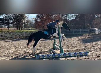 Paint Horse, Mare, 14 years, 15 hh, Tobiano-all-colors