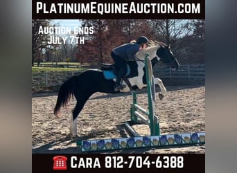 Paint Horse, Mare, 14 years, 15 hh, Tobiano-all-colors