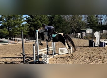 Paint Horse, Mare, 14 years, 15 hh, Tobiano-all-colors