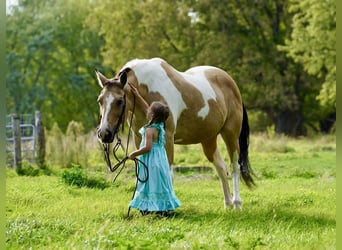 Paint Horse, Mare, 15 years, 14.3 hh, Buckskin