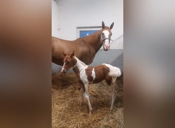 Paint Horse, Mare, 15 years, 15,2 hh, Chestnut-Red