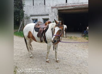 Paint Horse, Mare, 15 years, 15 hh, Overo-all-colors
