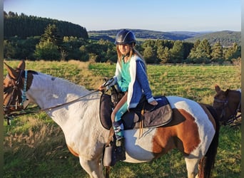 Paint Horse, Mare, 15 years, 15 hh, Overo-all-colors