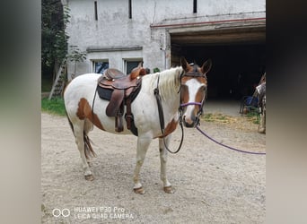 Paint Horse, Mare, 15 years, 15 hh, Overo-all-colors