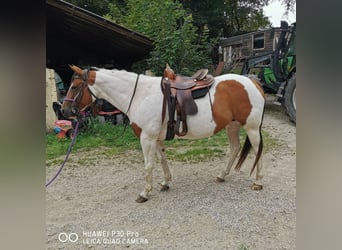 Paint Horse, Mare, 15 years, 15 hh, Overo-all-colors