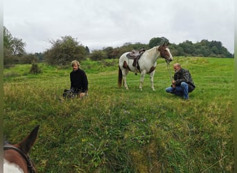 Paint Horse, Mare, 15 years, 15 hh, Overo-all-colors