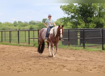 Paint Horse, Mare, 15 years, 15 hh, Pinto