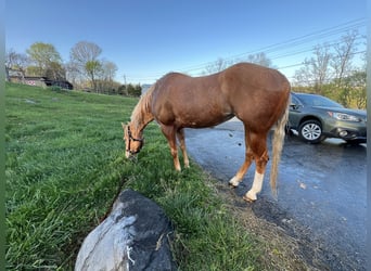 Paint Horse, Mare, 15 years, 16 hh, Palomino