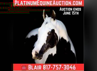 Paint Horse, Mare, 15 years, Tobiano-all-colors