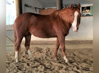 Paint Horse, Mare, 16 years, 15.1 hh, Overo-all-colors