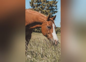 Paint Horse, Mare, 17 years, 14.2 hh, Chestnut-Red