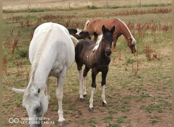 Paint Horse, Mare, 17 years, 15.1 hh, Gray-Dapple