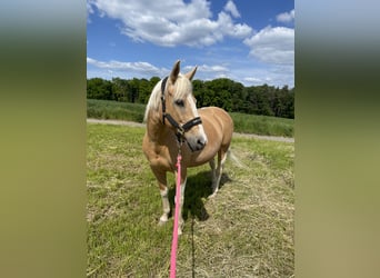 Paint Horse, Mare, 18 years, 14.2 hh, Tobiano-all-colors