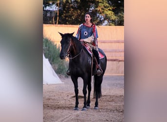 Paint Horse, Mare, 18 years, 15.2 hh, Black