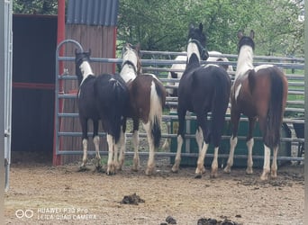 Paint Horse, Mare, 19 years, 15,1 hh, Gray-Dapple