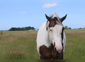 Paint Horse, Mare, 19 years, 15,2 hh, Tobiano-all-colors