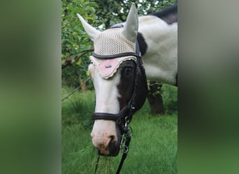 Paint Horse, Mare, 19 years, 15,2 hh, Tobiano-all-colors