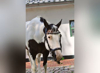 Paint Horse, Mare, 19 years, 15,2 hh, Tobiano-all-colors