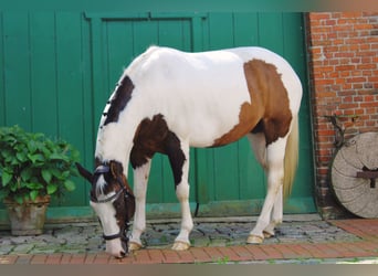 Paint Horse, Mare, 19 years, 15,2 hh, Tobiano-all-colors