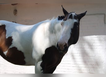 Paint Horse, Mare, 19 years, 15,2 hh, Tobiano-all-colors