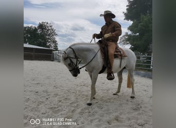 Paint Horse, Mare, 19 years, 15,1 hh, Gray-Dapple