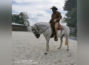 Paint Horse, Mare, 19 years, 15,1 hh, Gray-Dapple
