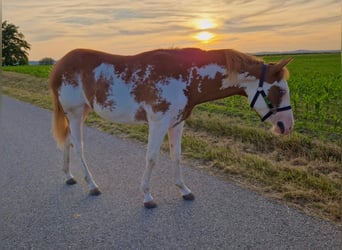 Paint Horse, Mare, 1 year, 13,2 hh, Overo-all-colors