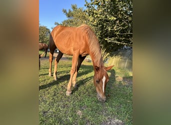 Paint Horse, Mare, 1 year, 14,1 hh, Chestnut-Red